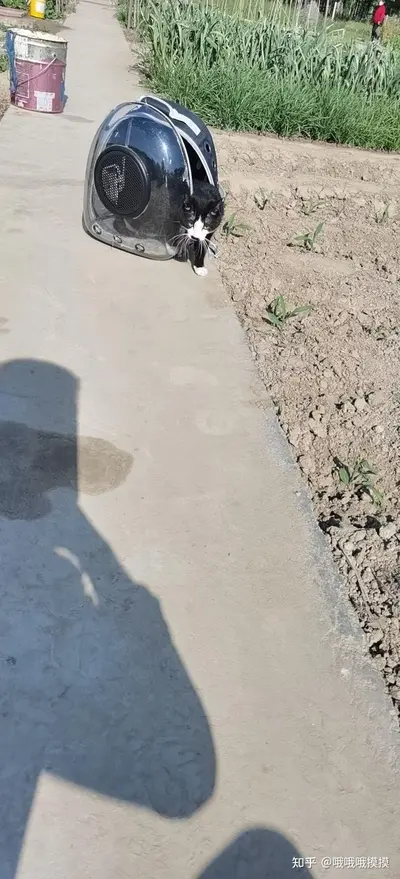 萌狐下山，恩人你别跑