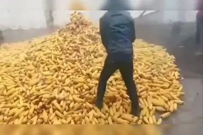 有枣没枣捅一竿子